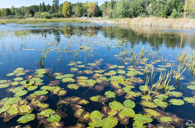 Lily pads floating in the afternoon sun around Wild Rice Lake Reservoir.