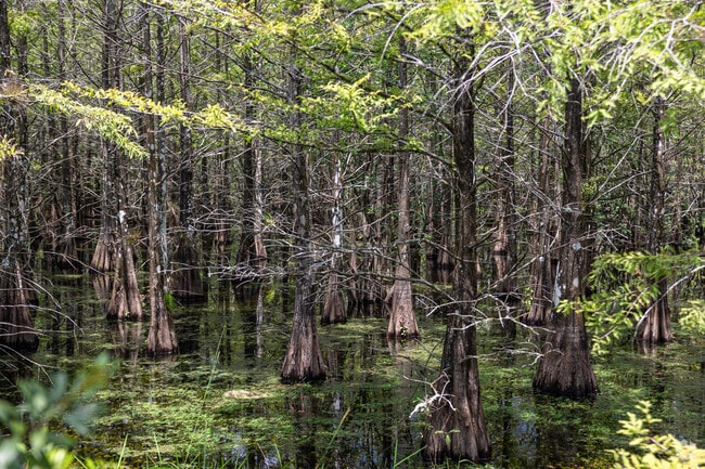 Cypress trees in their natural setting can be found just minutes from Heritage Palms.