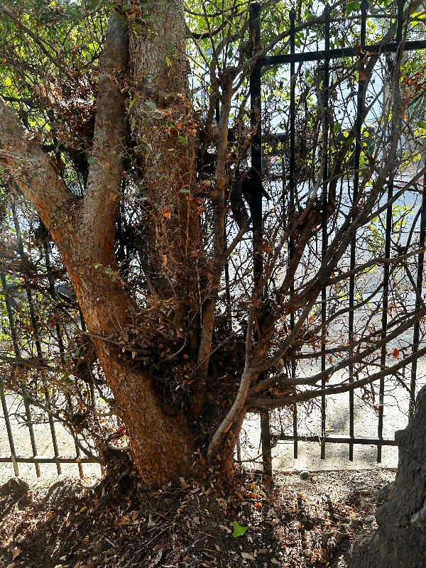 1850 N La Brea Ave unit 5E, West Hollywood, CA 91001 - photo 4