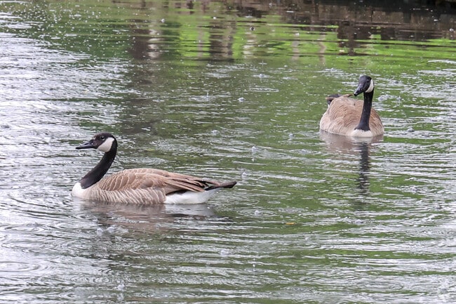 Rain or shine we still love to go for a swim in the pond at Curtis Park.