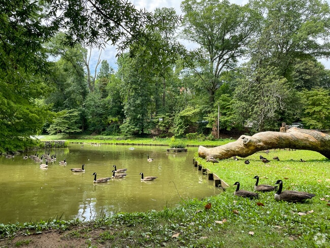 Just like humans, geese flock to Springvale Park to enjoy a nice day.