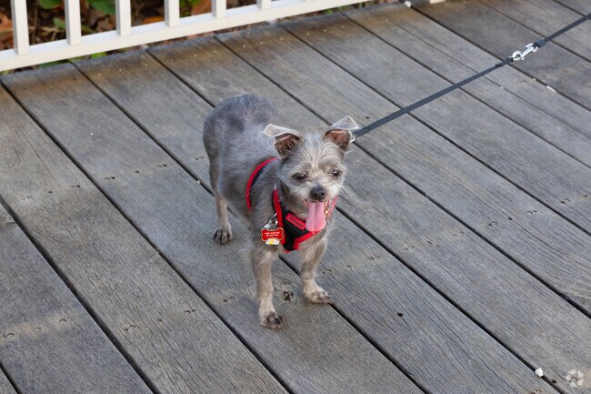 You will find the cutest puppies around Ocean Ridge neighborhood.