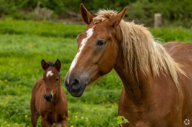 The farms around Sheridan have livestock of all kinds from horses, cows, goats and more.