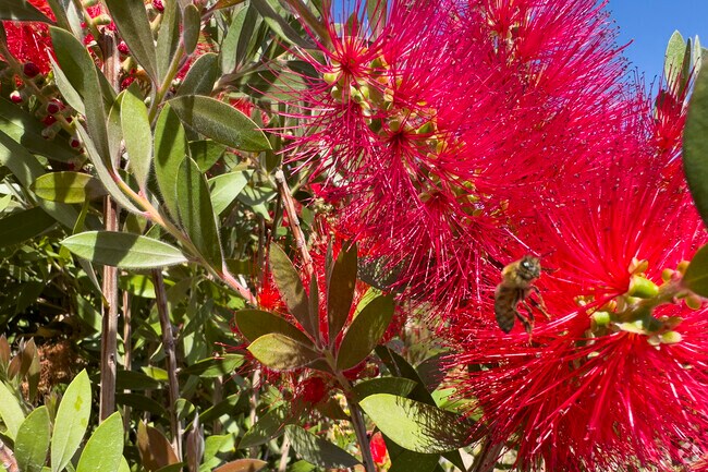 Bees a buzzing on a summer day in Graton, California.