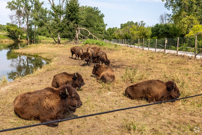 One of Jester Park's main attractions is its herds of bison and elk.