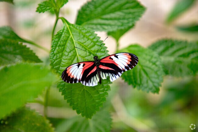Locals can see gorgeous butterflies at Butterfly World in Coconut Creek.