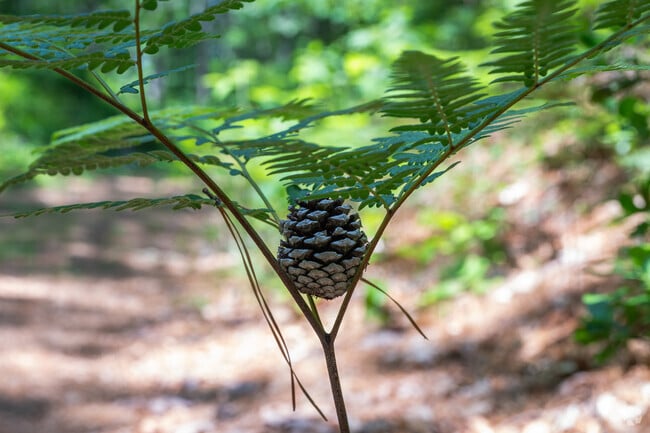 Monomoscoy Island residents become one with nature on the trails at Jehu Pond Conservation Area.