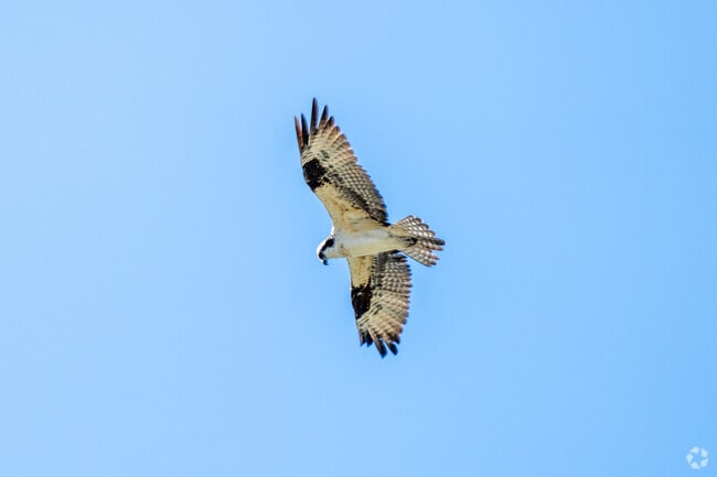 Ospreys commonly fly over La Bota Ranch in Laredo, Texas.
