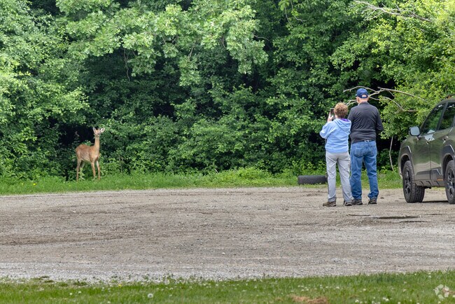 A curious deer pauses at the forest's edge as onlookers capture the moment in Fox Crossing.