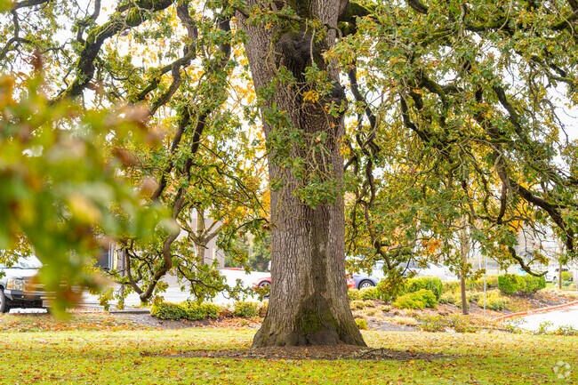 Five Oregon White Oak trees are preserved at Chatakuin, the Five Oaks Historic Site.