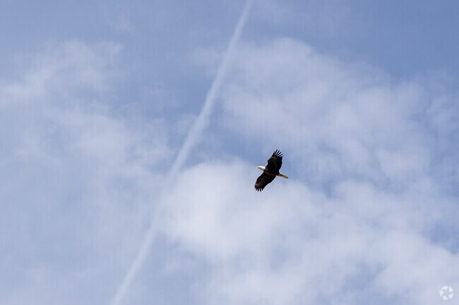 Just a bald eagle flying over Greenbush.
