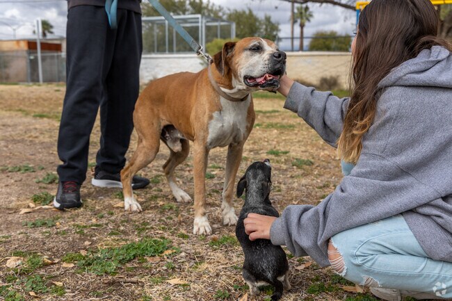 Neighborhood pups enjoy a cool afternoon walk with their family near Duffy.