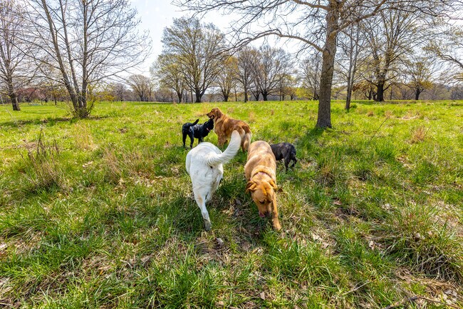 Ewing Park Dog Park hosts Bloomfield/Allen's furry residents and is one of the largest dog parks in the State of Iowa.
