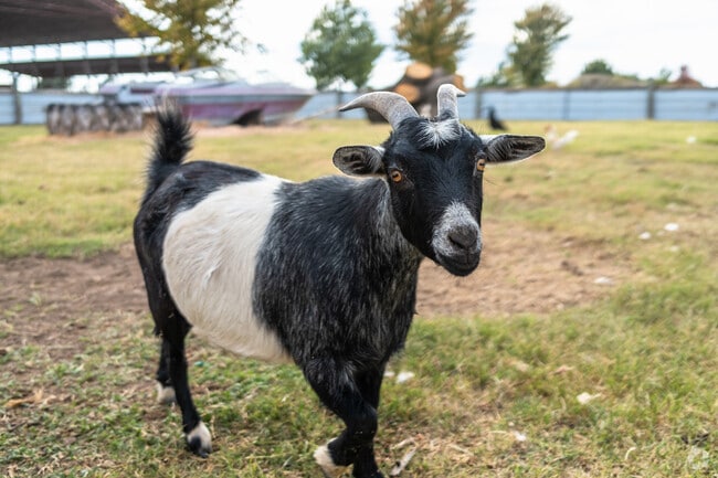 Bring the family to an adventure at Lakeview Market's petting farm near Stonebridge West.