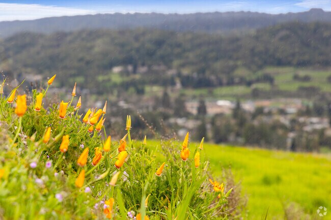 California poppies bloom, framing the scenic backdrop of Central Orinda.