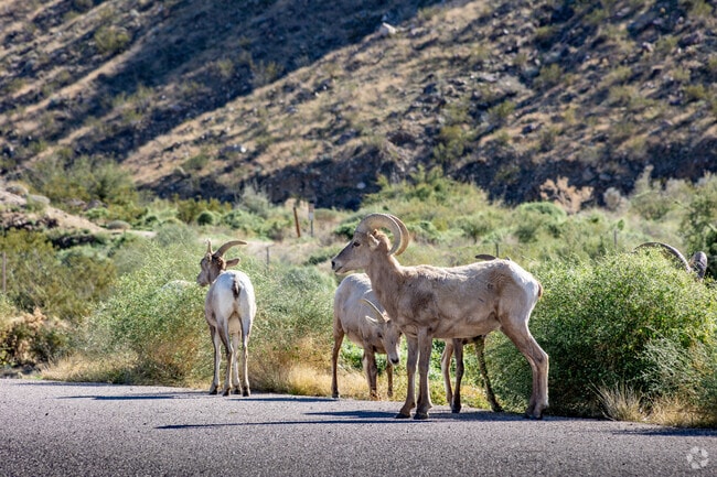 Wildlife is seen along the Art Smith Trailhead in Palm Desert near Indian Ridge.