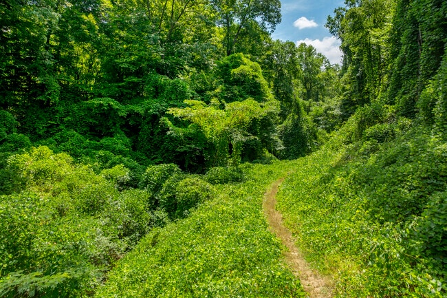 The surrounding areas of Saint Stephens are full of beautiful and dense old-growth forests.
