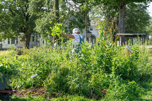 A  Matthew25 volunteer working in the garden to pick fresh vegetables for the community.