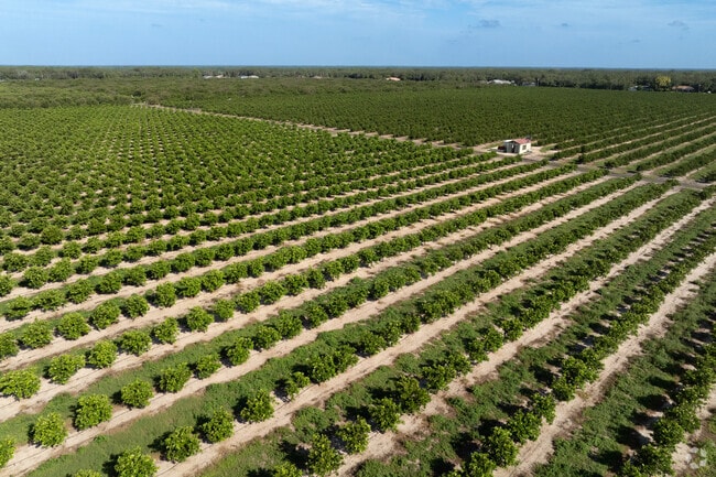 The area around Sebring has covered in citrus Farms as far as I can see.