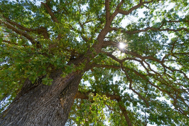 Towering tree's surround homes in the neighborhood giving Auberry residents shade.