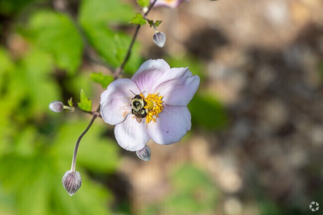 Leonard J. Buck Garden is a natural gem in The Hills, N.J.