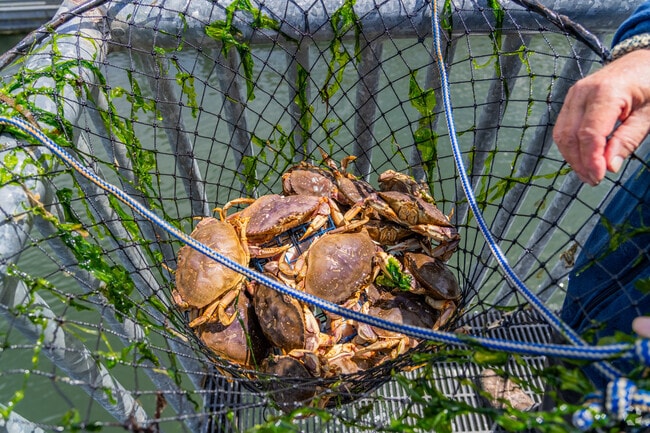Dungeness crab are famous for their sweet taste and can be caught in Alsea Bay in Waldport.