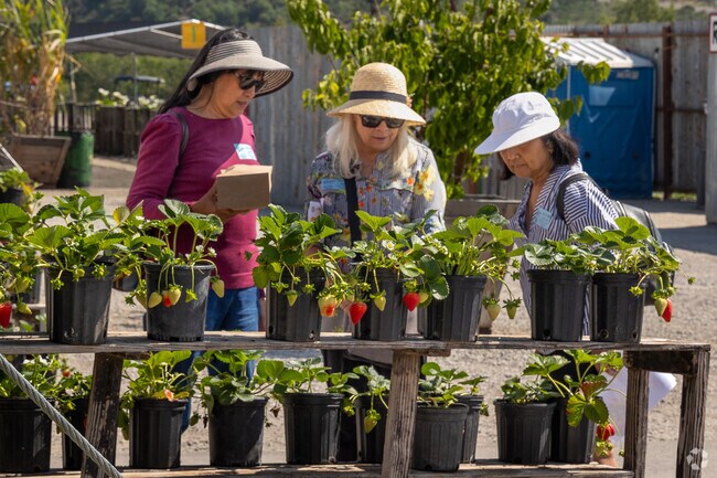 Seasonal Harvest Food Festivals at Tanaka Farms is a neighborhood tradition in Irvine.