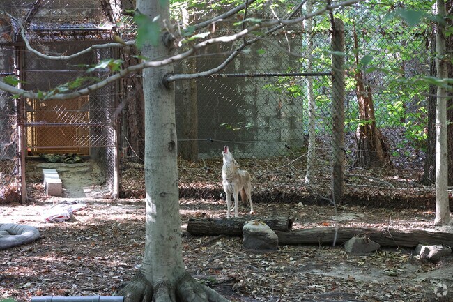 A coyote at the Virginia Living Museum, letting everyone know he's there.