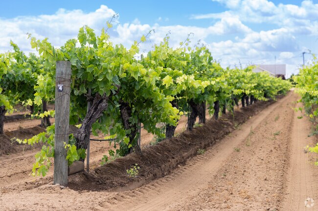 Wildflower is home to hundreds of acres of vineyards for table grapes and raisins.