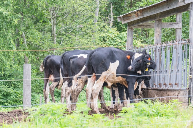 Lebanon has a rich tradition of cattle and dairy farming among other agrarian pursuits.