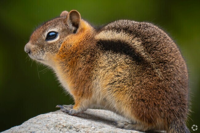 Blue River, Colorado is home to a rich variety of wildlife, from curious chipmunks and foxes to black bears and soaring eagles. The natural surroundings offer daily glimpses of the wild, making every outdoor adventure feel like a true mountain safari.