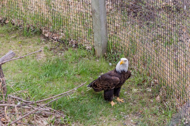 The Montana Zoo in Shiloh has a large selection of amazing wildlife.