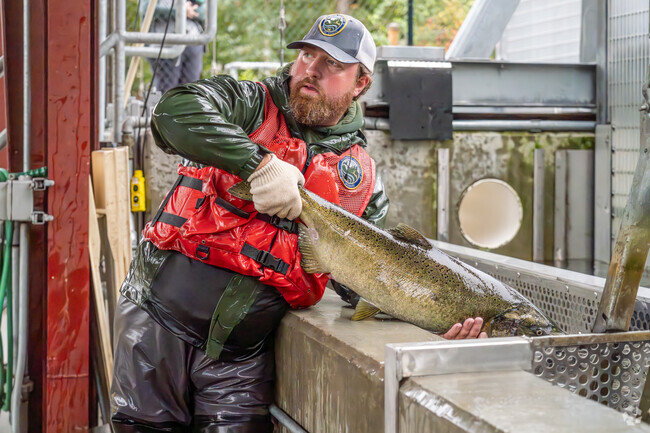 Nearby, Tumwater Falls demonstrates its fish & environment system in  the Lacey area.