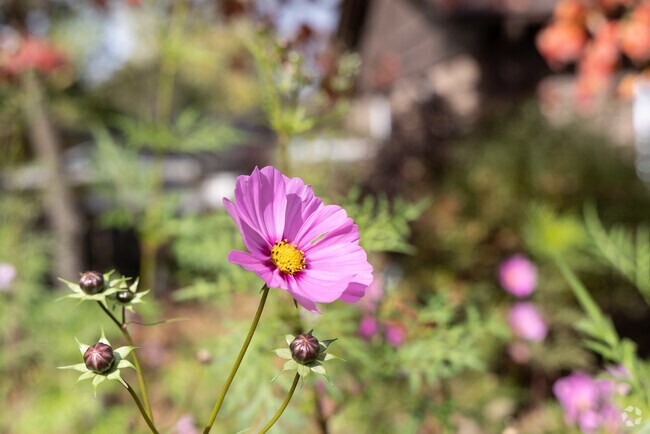 Visit the Kentucky Children's Garden at the University of Kentucky Arboretum.