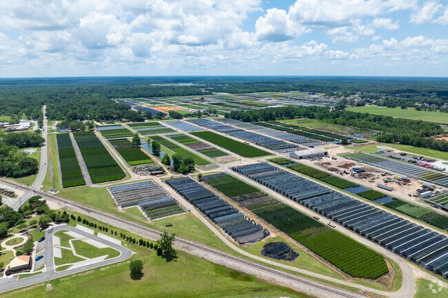 The many wholesale nurseries make Azalea look like a patchwork quilt from the air.