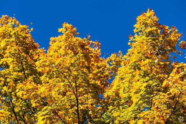Morningside experiences 4 distinct seasons and has vibrant color in the Fall.