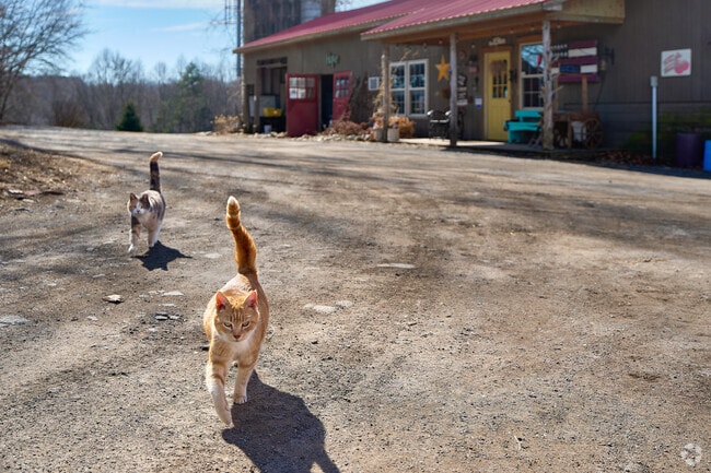 Make some fur friends at one of the small farms in Green Valley.