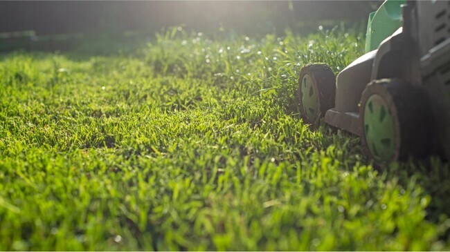 Lawnmower and grass closeup