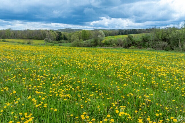 The hills surrounding Ellington are filled with wildflowers and livestock.