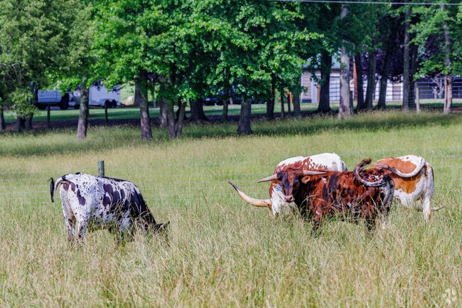 Texas Longhorns graze peacefully on a farm in Frazier Marsh.
