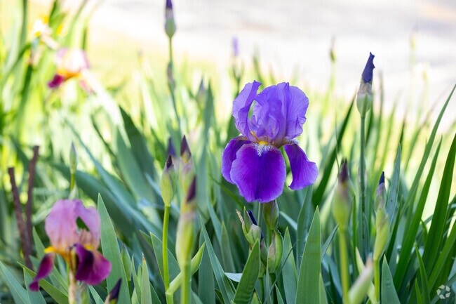 Abundant beauty fills the Fairburn Mays neighborhood in Atlanta.