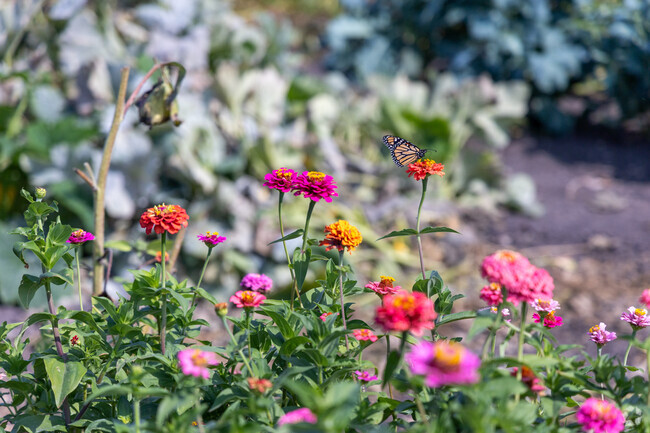 A pair of butterflies pollinate flowers at a community garden in Southpointe, Fargo.