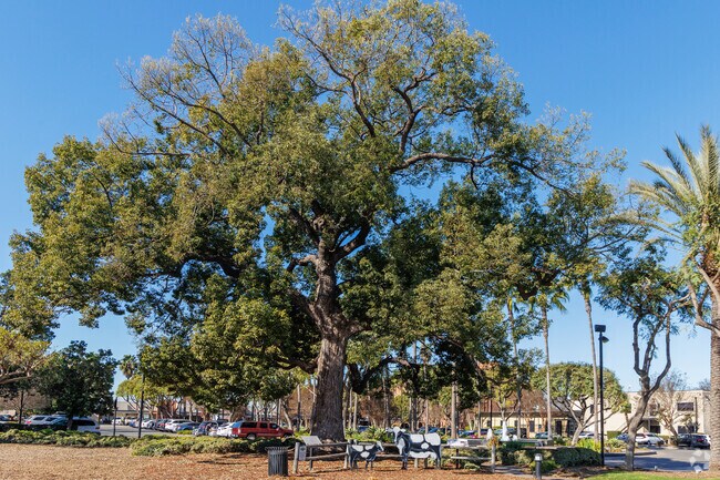 The Hay Tree is a 50ft camphor and historic landmark in Paramount going back to the city's foundation.