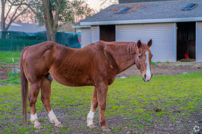 Many residents in Orangevale have horses and ride them through the many nearby trails.