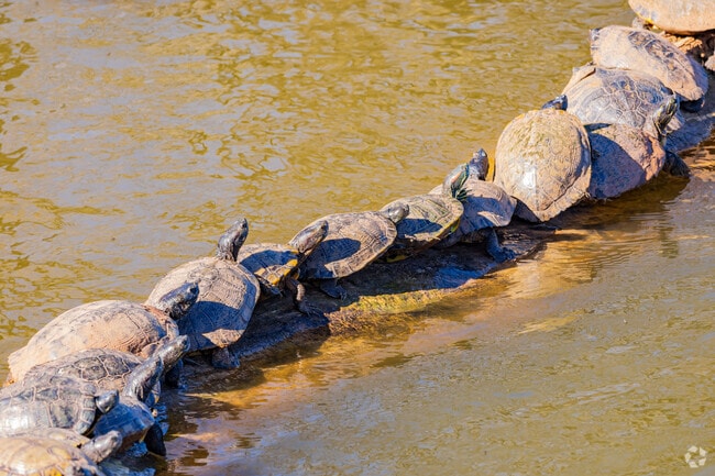 You might see cute rows of turtles on the shore at Martin Nature Park.