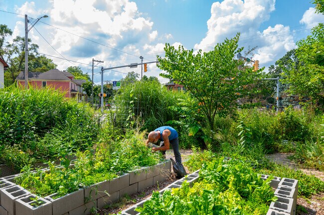 A Near Northwest resident picks fresh vegetables at the Unity Garden.