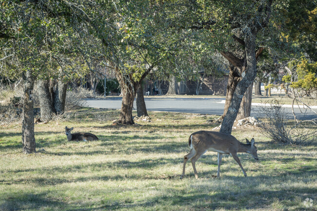 Don't be surprised to find deer grazing in your yard if you live in Copperas Cove.