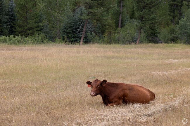 A peaceful cow rests in an open pasture near Jefferson City, surrounded by pine trees.