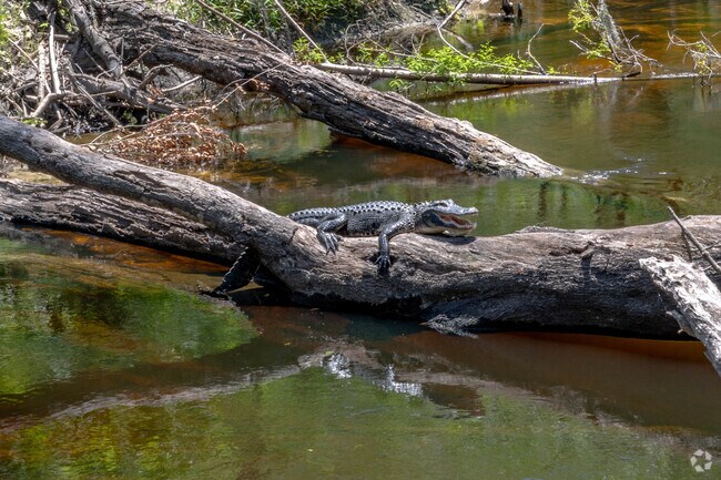 Valrico hikers can catch a glimpse of an alligator on the river.