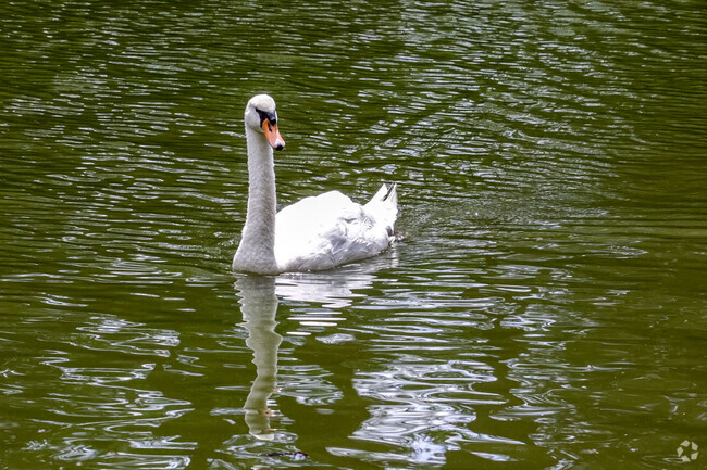 Swans are the featured attraction at the Swan Lake Iris Gardens.